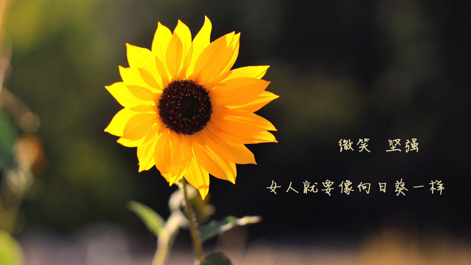 墨尔本联新秀球员崭露头角，nbl墨尔本联