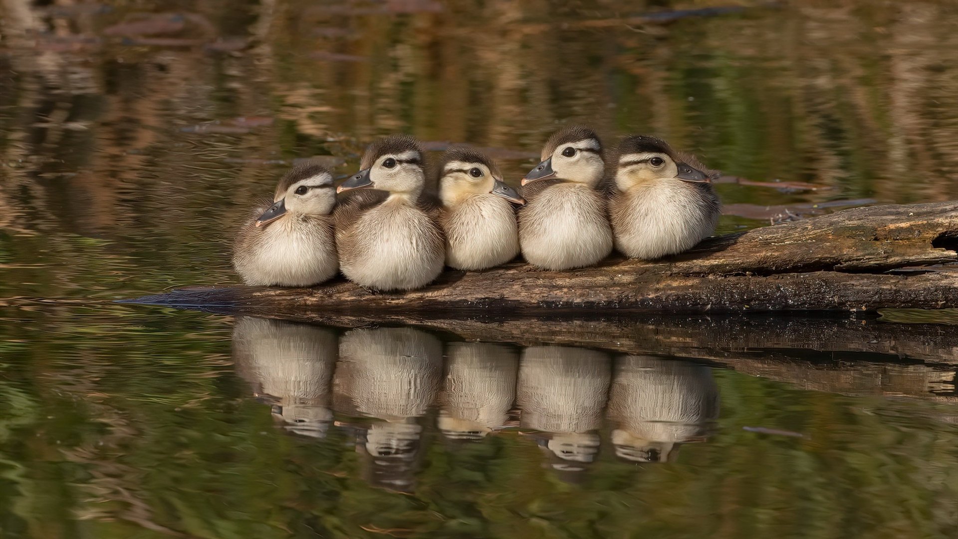 巴黎奥运进入倒计时 各国代表队积极备战,巴黎奥运会筹备