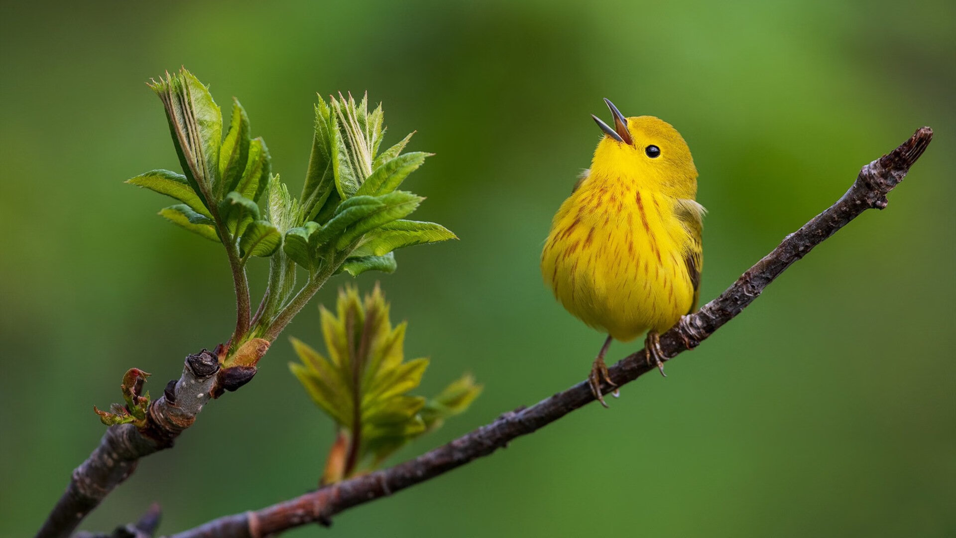 AYXSPORTSAPP-法甲未来之星：新秀崭露头角赢得未来，法甲潜力球员