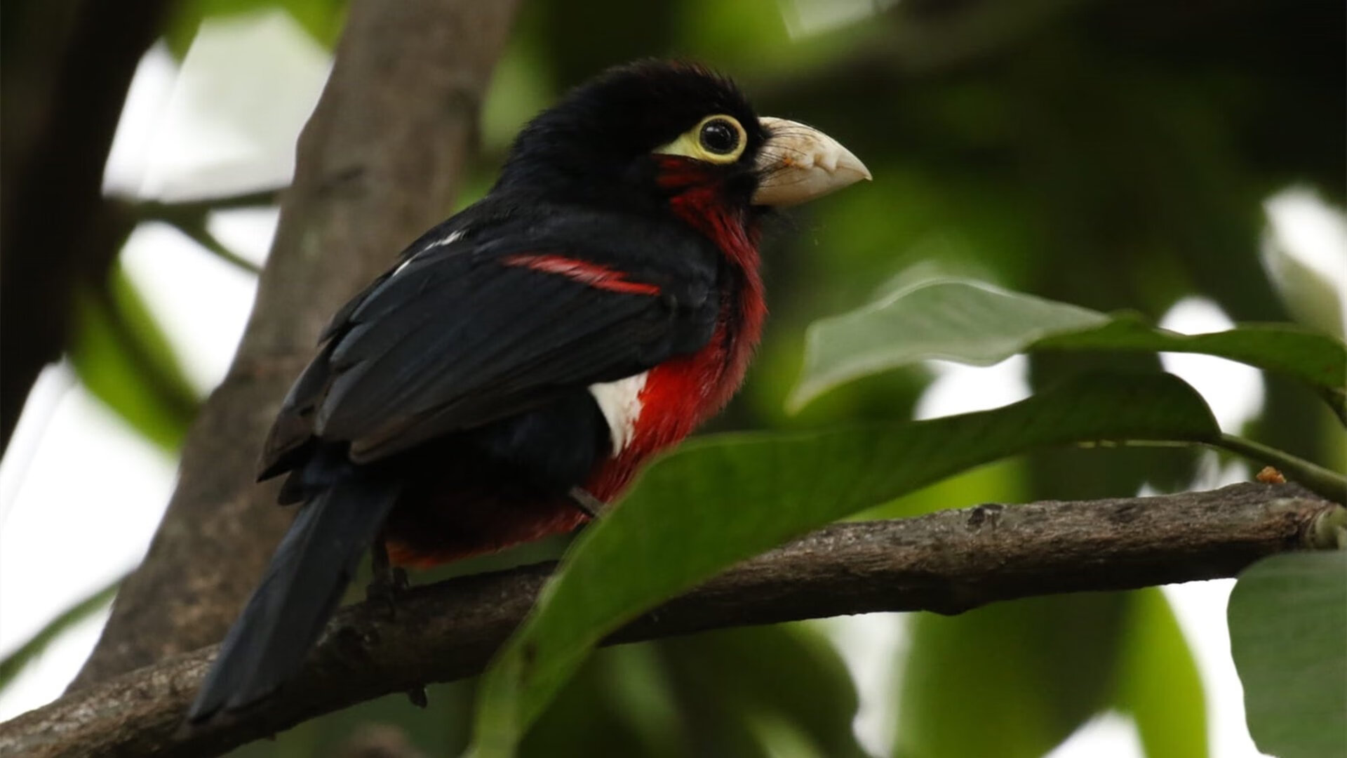 阿尔及利亚男篮在非洲锦标赛中夺冠,球队实力大幅提升