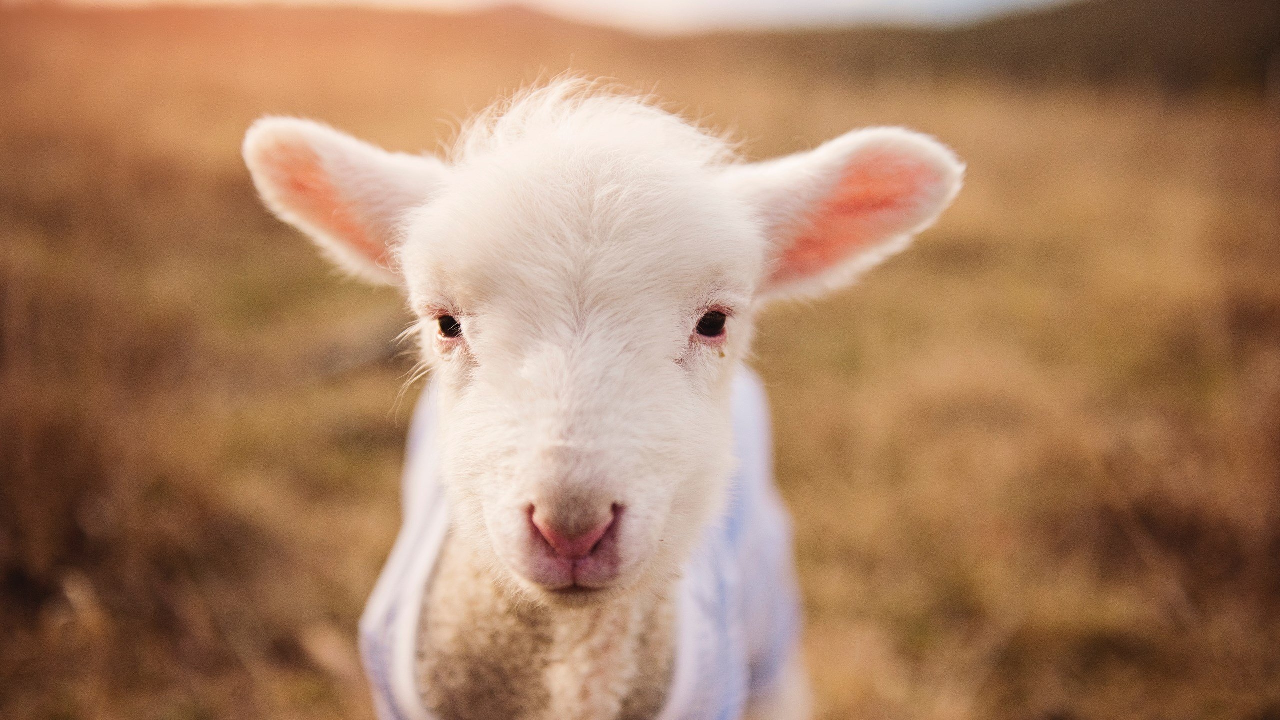 爱游戏中国官方登录入口网站-陈佳展现跳水新生代力量，陈佳 跳水